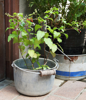 トタン豆　バケツ大(カラー1-ONESIZE)